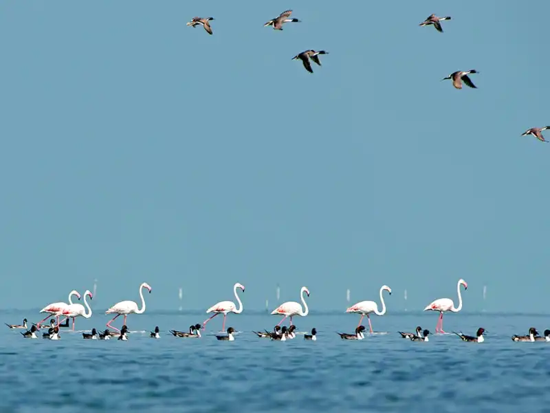 Chilika Lake